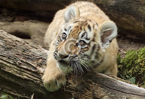 Tigercub