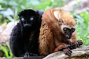 Blue-eyed Black Lemur (Eulemur Flavifrons)