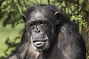 Chimpanzee Close Up Tongue Out