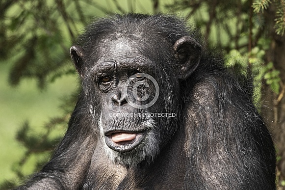 Chimpanzee Close Up Tongue Out Chimpanzee Close Up Tongue Out