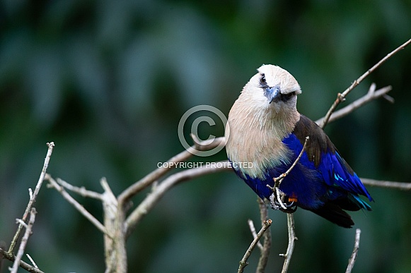 Blue-bellied roller Blue-bellied roller