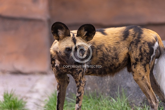 African Painted Dog African Painted Dog