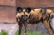 African Painted Dog