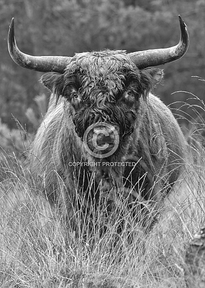 Highland Cow