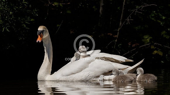 The mute swan (Cygnus olor) The mute swan (Cygnus olor)