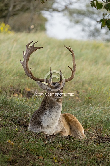 Fallow Deer during mating season