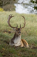 Fallow Deer during mating season