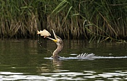Great Cormorant (phalacrocorax carbo) catching a fish