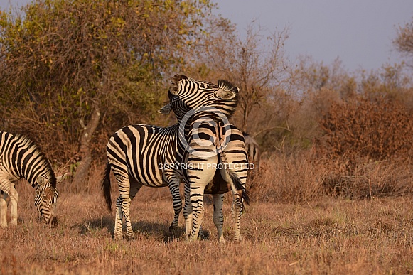 Zebras