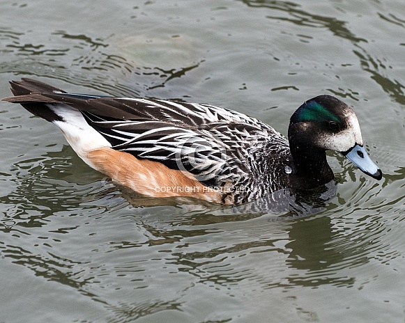 chiloe duck