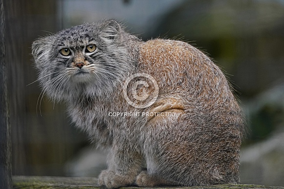 Pallas's cat