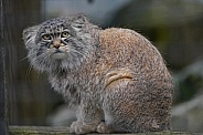 Pallas's cat
