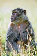 Female Macaque