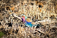 Colorful bird in Kruger Park, South Africa