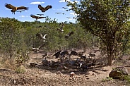 African vultures at a kill