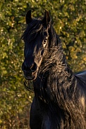 Friesian Horse--Friesian Beauty