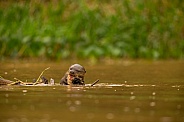 Giant river otter in the nature habitat