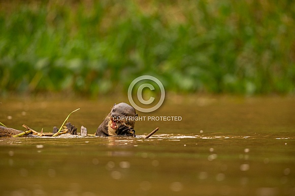 Giant river otter in the nature habitat