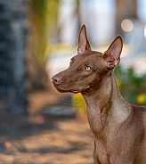 Pharaoh hound dog in a natural lighting portrait