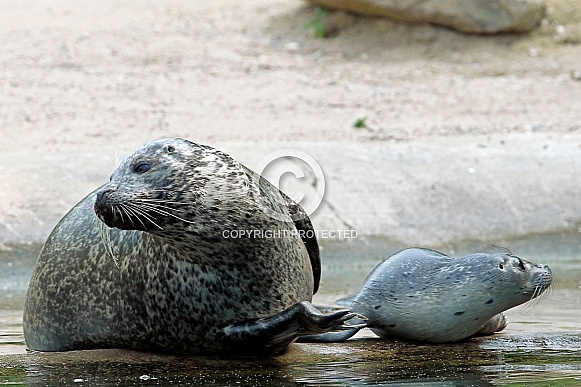 Grey Seal