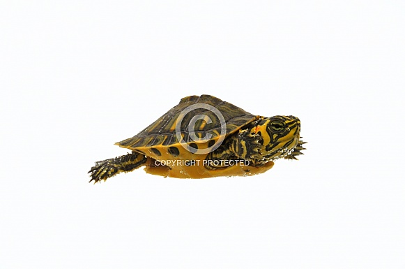 Yellow-bellied Slider