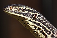 Yellow-Spotted Monitor Lizard