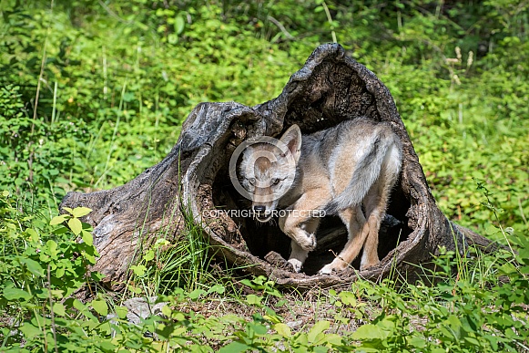 Coyote Pup in Hollow Log