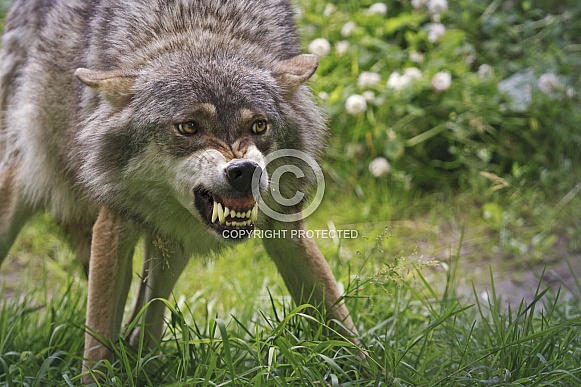 Angry wolf Angry wolf