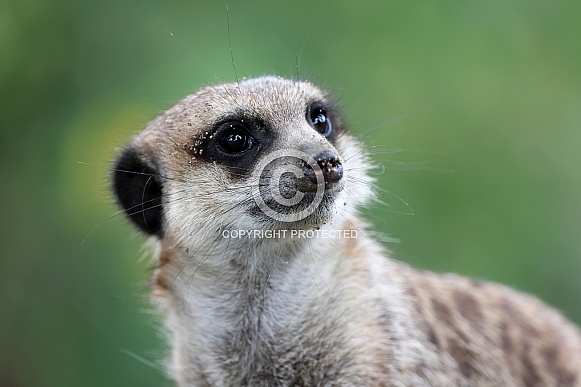 Meerkat