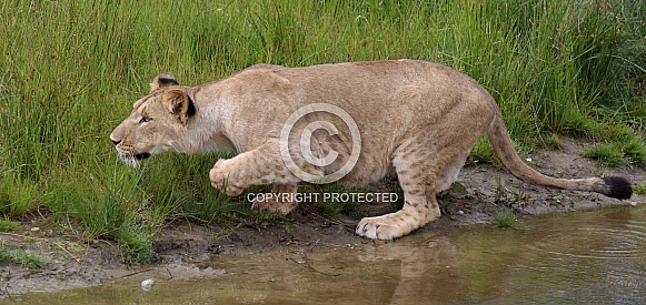 African lioness stalking