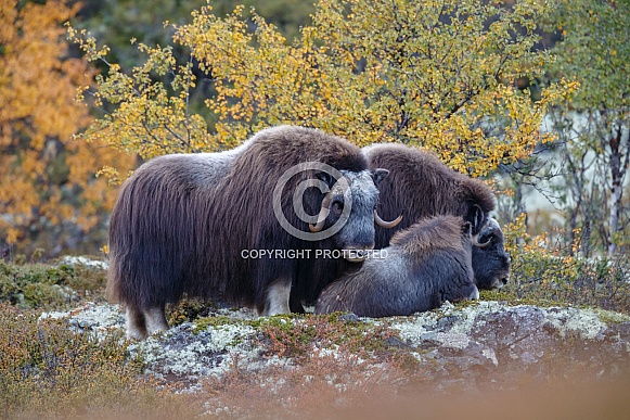 Musk-Ox.