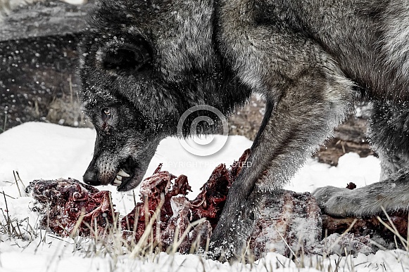 Grey Wolf-Don't Touch My Food Grey Wolf-Don't Touch My Food