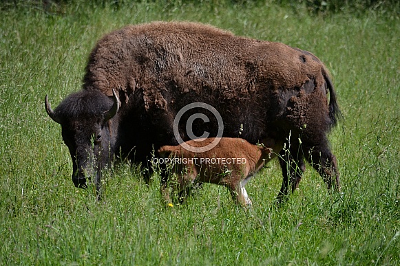 North American Plains Bison North American Plains Bison