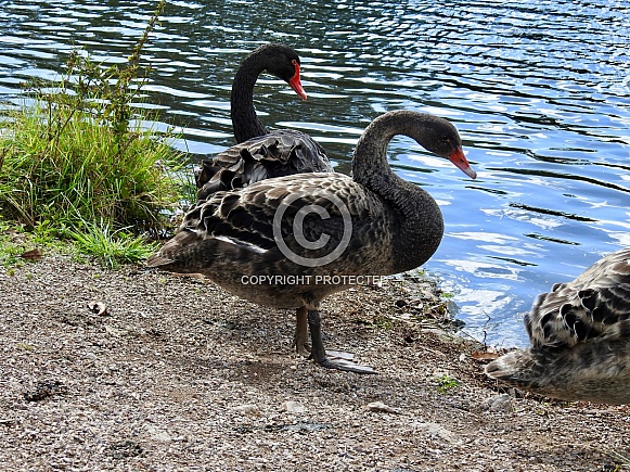 Black swans