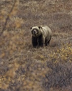 Big Male Brown Bear at Denali National Park Alaska