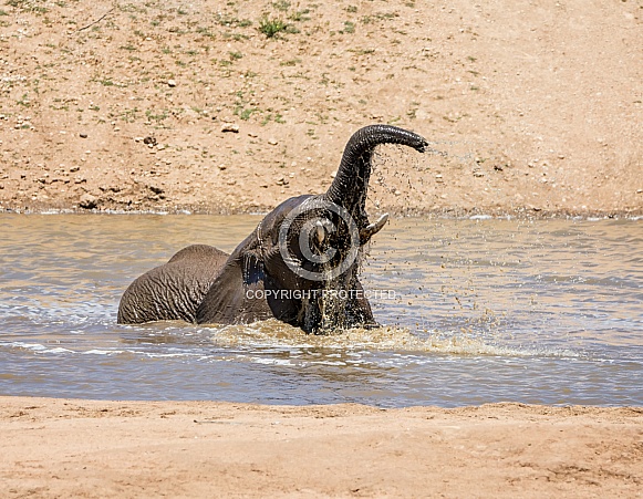 Elephant Bath