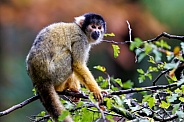 Squirrel monkey(Saimiri)