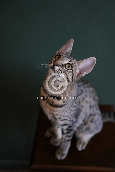 Savannah Cat