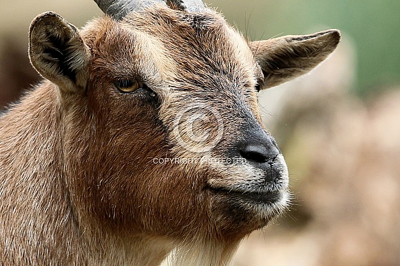 Pygmy Goat Pygmy Goat