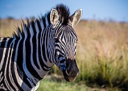 Zebras