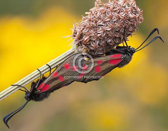 Cinnabar moths Cinnabar moths