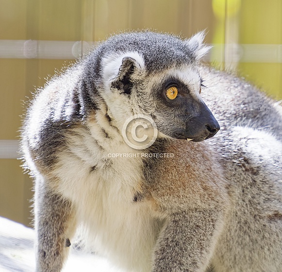 Lemur