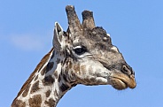 Giraffe - Savuti region of Botswana
