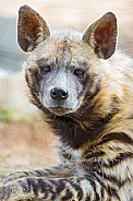 Striped Hyena