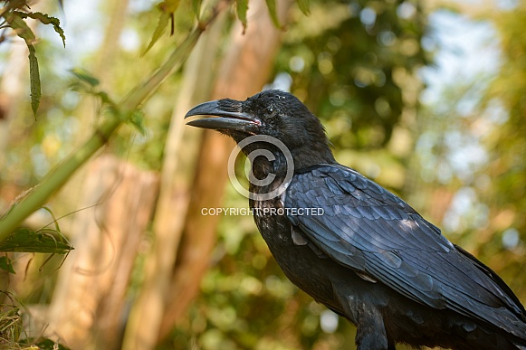 Raven Raven