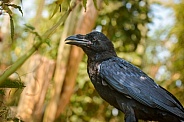 Raven