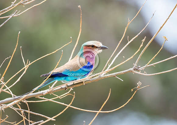 Lilac-breasted Roller