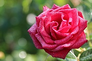 Red Rose after a rain shower