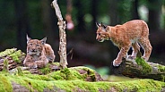 Two young lynxes