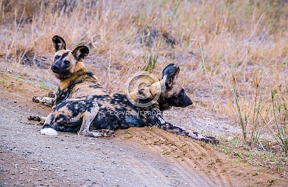 African Wild Dogs